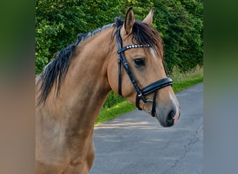 German Riding Pony, Stallion, 3 years, 14.2 hh, Buckskin