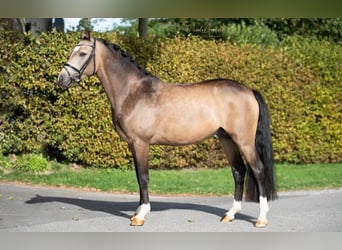 German Riding Pony, Stallion, 3 years, 14.2 hh, Buckskin