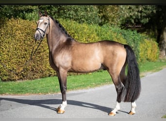 German Riding Pony, Stallion, 3 years, 14.2 hh, Buckskin