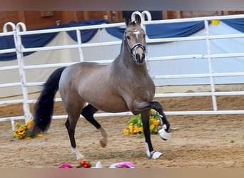 German Riding Pony, Stallion, 3 years, 14.2 hh, Buckskin