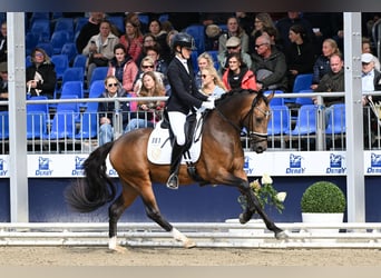 German Riding Pony, Stallion, 3 years, 14.2 hh, Buckskin