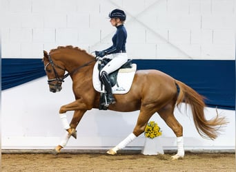 German Riding Pony, Stallion, 3 years, 14,2 hh, Chestnut-Red