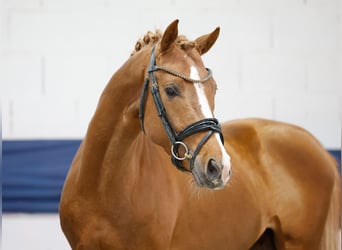 German Riding Pony, Stallion, 3 years, 14.2 hh, Chestnut-Red