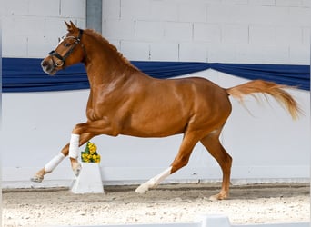 German Riding Pony, Stallion, 3 years, 14.2 hh, Dun