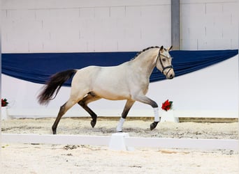 German Riding Pony, Stallion, 3 years, 14,2 hh, Dun