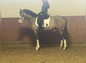 German Riding Pony, Stallion, 3 years, 14,2 hh, Dun