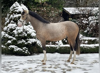 German Riding Pony, Stallion, 3 years, 14,2 hh, Dun