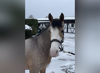 German Riding Pony, Stallion, 3 years, 14,2 hh, Dun