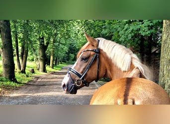 German Riding Pony, Stallion, 3 years, 14,2 hh, Dun