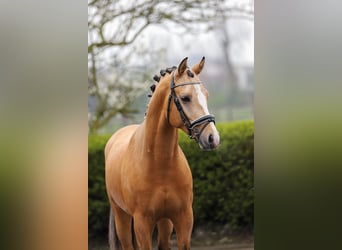 German Riding Pony, Stallion, 3 years, 14.2 hh, Dun