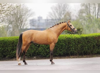 German Riding Pony, Stallion, 3 years, 14.2 hh, Dun