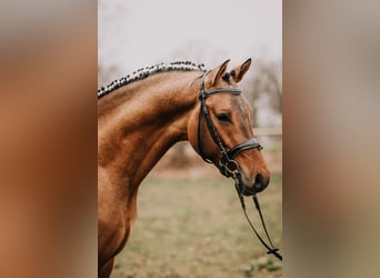 German Riding Pony, Stallion, 3 years, 14.2 hh, Dun