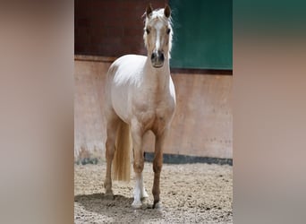 German Riding Pony, Stallion, 3 years, 14.2 hh, Palomino