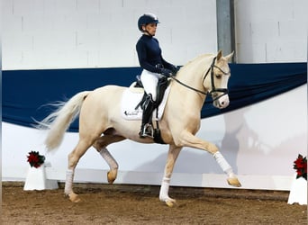 German Riding Pony, Stallion, 3 years, 14,2 hh, Palomino