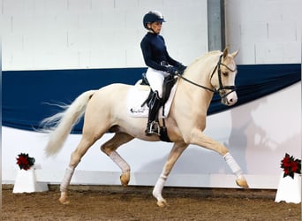 German Riding Pony, Stallion, 3 years, 14,2 hh, Palomino