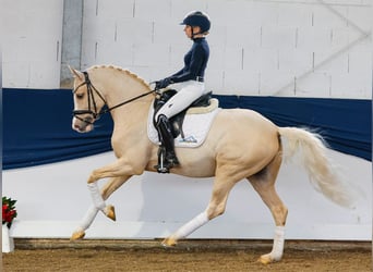 German Riding Pony, Stallion, 3 years, 14,2 hh, Palomino