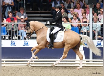 German Riding Pony, Stallion, 3 years, 14,2 hh, Palomino