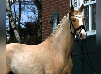 German Riding Pony, Stallion, 3 years, 14.2 hh, Palomino