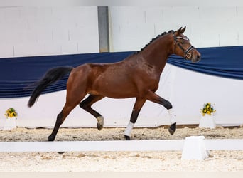 German Riding Pony, Stallion, 3 years, 14.3 hh, Brown