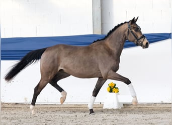 German Riding Pony, Stallion, 3 years, 14.3 hh, Dun