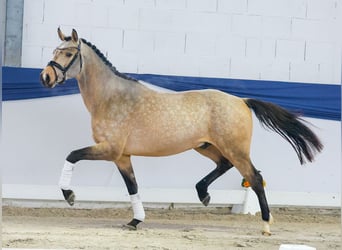 German Riding Pony, Stallion, 3 years, 14.3 hh, Dun
