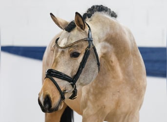 German Riding Pony, Stallion, 3 years, 14.3 hh, Dun