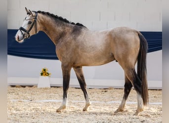 German Riding Pony, Stallion, 3 years, 14.3 hh, Dun