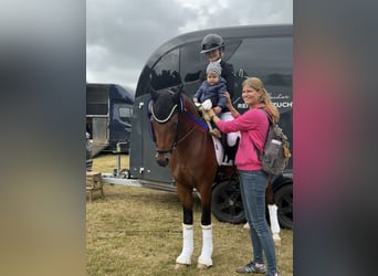 German Riding Pony, Stallion, 3 years, 14 hh, Brown