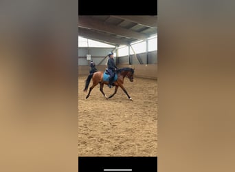 German Riding Pony, Stallion, 3 years, 14 hh, Brown