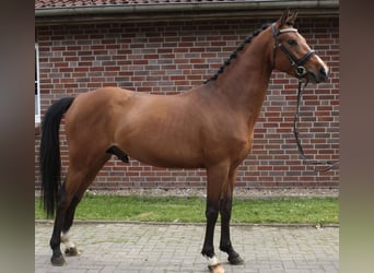 German Riding Pony, Stallion, 3 years, 14 hh, Brown
