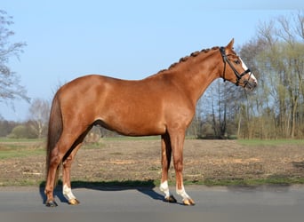 German Riding Pony, Stallion, 3 years, 14 hh, Chestnut