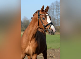German Riding Pony, Stallion, 3 years, 14 hh, Chestnut