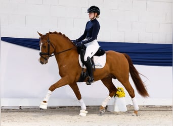 German Riding Pony, Stallion, 3 years, 14 hh, Chestnut-Red German Riding Pony, Stallion, 3 years, 14 hh, Chestnut-Red