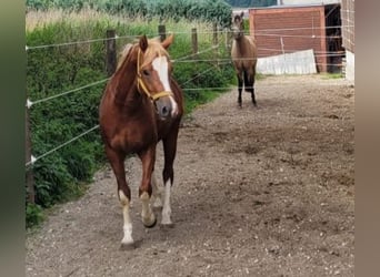 German Riding Pony, Stallion, 3 years, 14 hh, Chestnut-Red