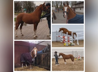 German Riding Pony, Stallion, 3 years, 14 hh, Chestnut-Red