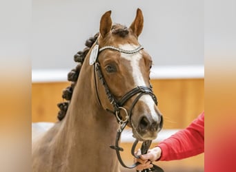 German Riding Pony, Stallion, 3 years, 14 hh, Chestnut