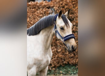 German Riding Pony, Stallion, 3 years, 14 hh