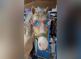 German Riding Pony, Stallion, 3 years, 14 hh, Palomino