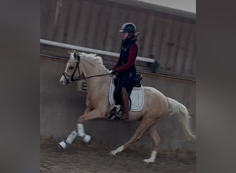 German Riding Pony, Stallion, 3 years, 14 hh, Palomino