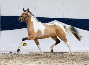 German Riding Pony, Stallion, 3 years, 14 hh, Pinto