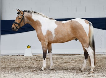 German Riding Pony, Stallion, 3 years, 14 hh, Pinto