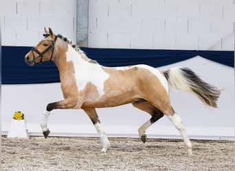 German Riding Pony, Stallion, 3 years, 14 hh, Pinto