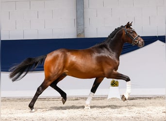 German Riding Pony, Stallion, 3 years, 14,1 hh, Brown