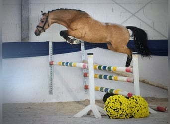 German Riding Pony, Stallion, 3 years, 14,1 hh, Buckskin