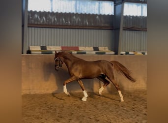 German Riding Pony, Stallion, 3 years, 14,1 hh, Chestnut