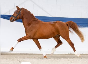 German Riding Pony, Stallion, 3 years, 14,1 hh, Chestnut-Red