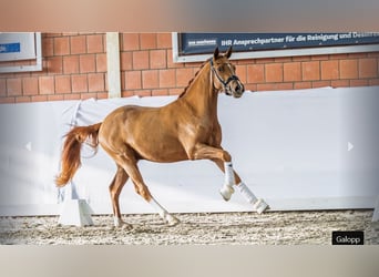 German Riding Pony, Stallion, 3 years, 14,1 hh, Chestnut-Red