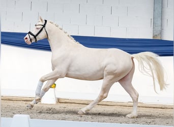 German Riding Pony, Stallion, 3 years, 14,1 hh, Cremello