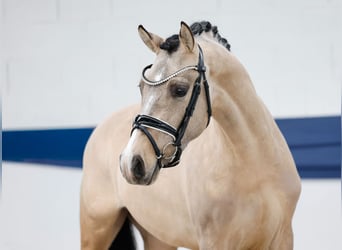 German Riding Pony, Stallion, 3 years, 14,1 hh, Dun