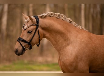 German Riding Pony, Stallion, 3 years, 14,1 hh, Palomino